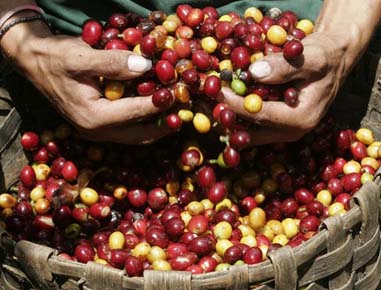 Café y Arriería